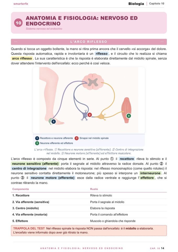 Pagina del Manuale di Biologia: anatomia e fisiologia, l'arco riflesso
