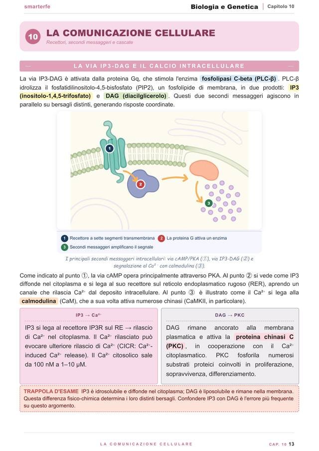 Pagina del Manuale di Biologia e Genetica: la comunicazione cellulare